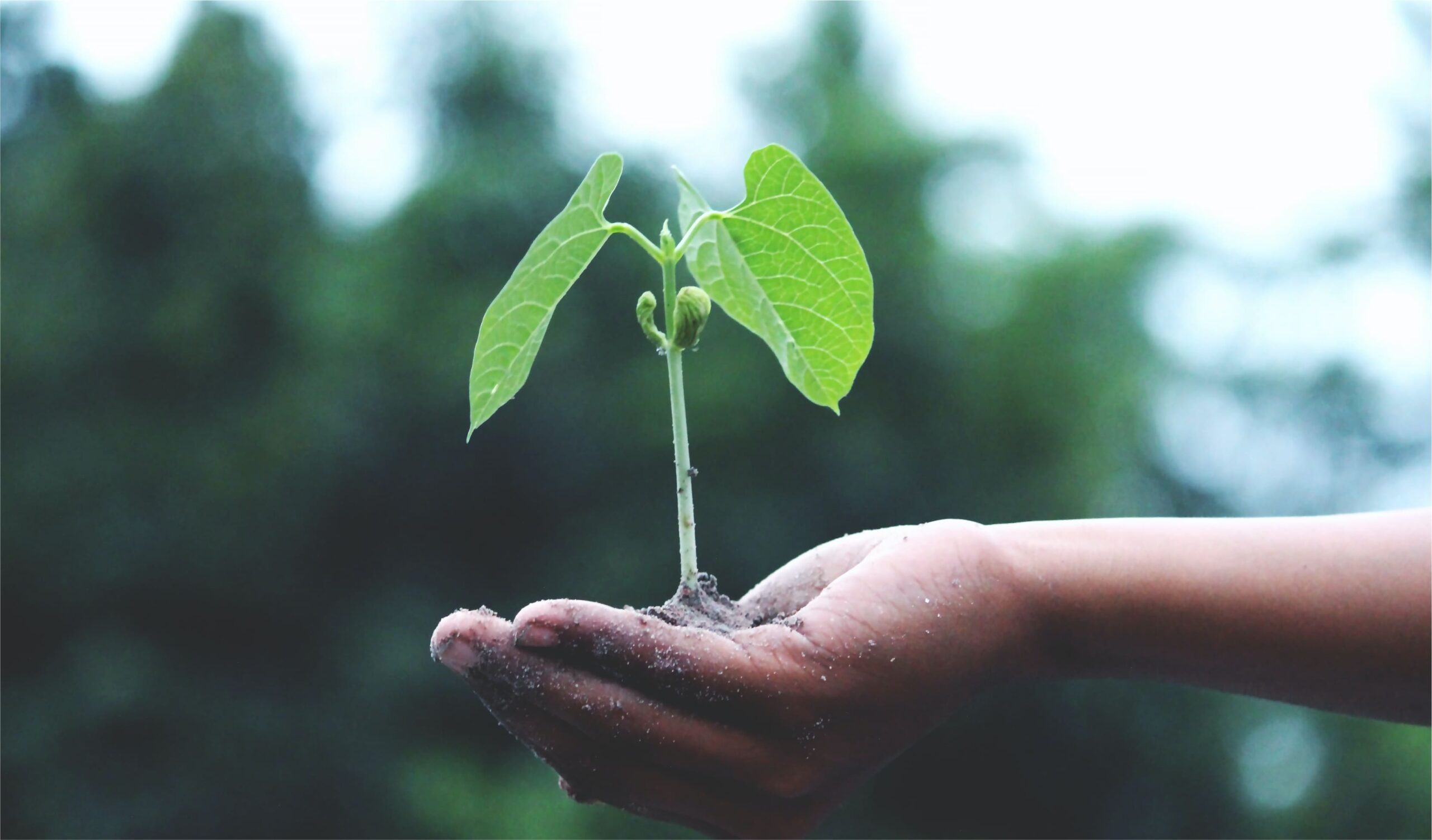 SISTEMA DE GESTIÓN MEDIOAMBIENTAL: ISO 14001 –  ADGD249PO